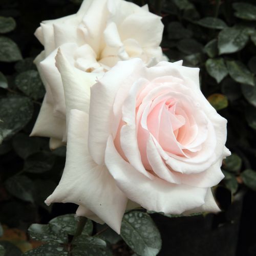 Vendita, rose rose climber - bianco-rosa - Rosa Schwanensee® - rosa dal profumo discreto - Samuel Darragh McGredy IV. - Ideale per pareti da rampicata, recinzioni o per altre strutture di supporto.